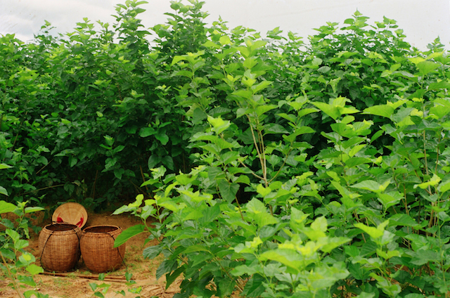Bà Chúa Tàm Tang Xứ Quảng