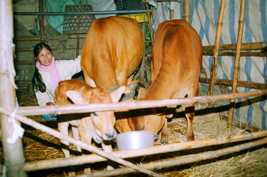 Đàn bò cho quê nhà