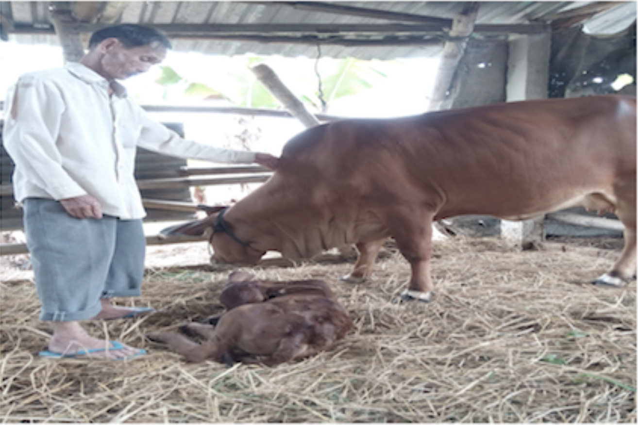 BÁO CÁO KẾT QUẢ THỰC HIỆN PHƯƠNG ÁN "HỖ TRỢ PHÁT TRIỂN CHĂN NUÔI BÒ CHO CÁC HỘ NGHÈO, CẬN NGHÈO XÃ DUY TRINH"
