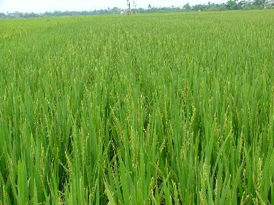 Tình hình sinh trưởng phát triển của lúa Hè Thu tại xã Duy Trinh 2014